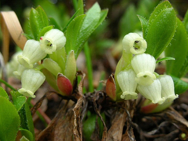 Arctostaphylos alpinus / Corbezzolo alpino